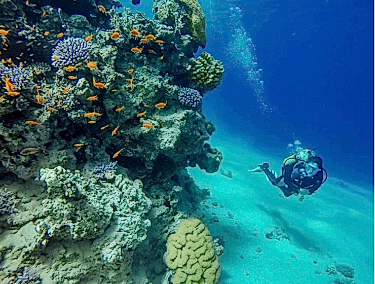 2 YILDIZ DALIŞ EĞİTİMİ