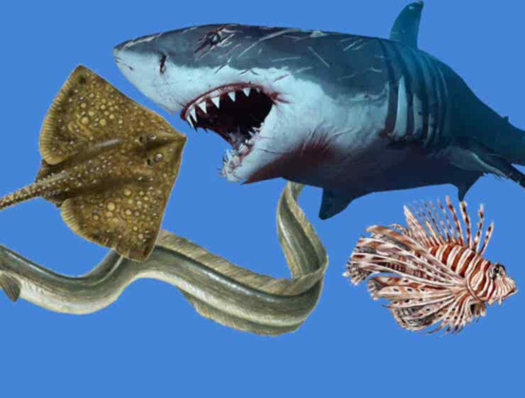 Tehlikeli Deniz Canlıları