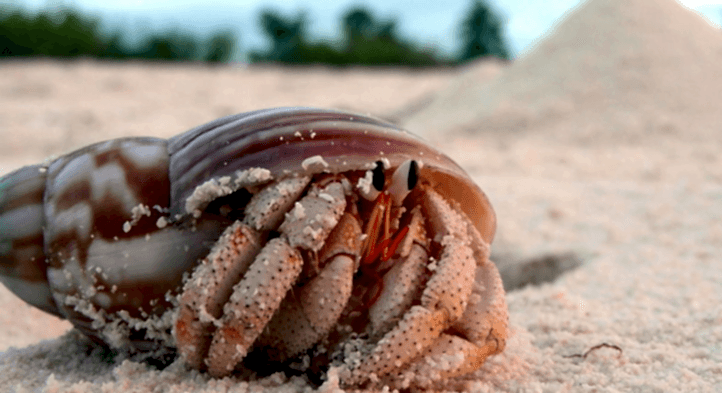Keşiş Yengeçleri ve Deniz Kirliliği
